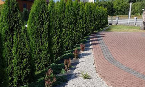 tuje koło kościoła