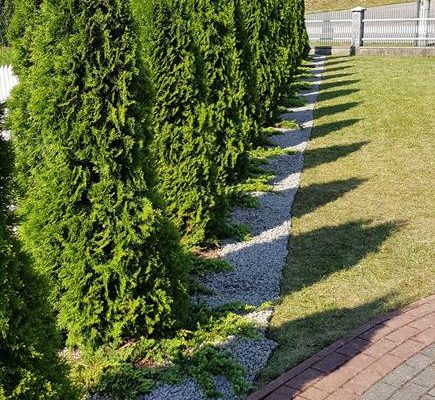 krzewy przy obejściu kościoła w Lisowie